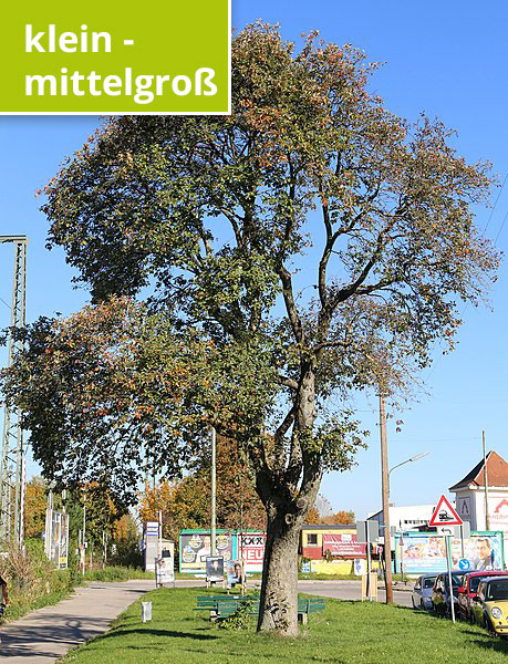  Rufus46 (https://commons.wikimedia.org/wiki/File:Mehlbeere_Sorbus_aria_Papinstr._Neuaubing_Muenchen-1.jpg), „Mehlbeere Sorbus aria Papinstr. Neuaubing Muenchen-1“, https://creativecommons.org/licenses/by-sa/3.0/legalcode 